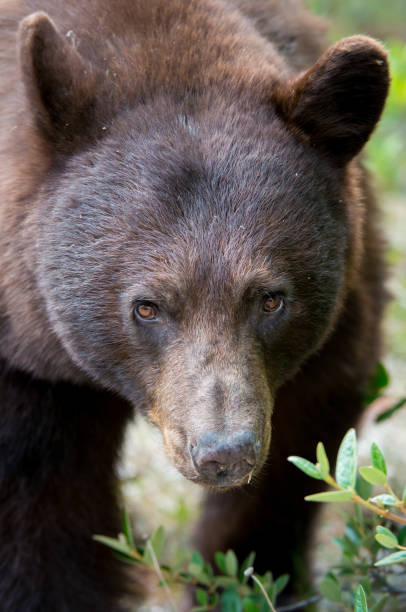 istock Black bear in the Rocky Mountains 1039268986