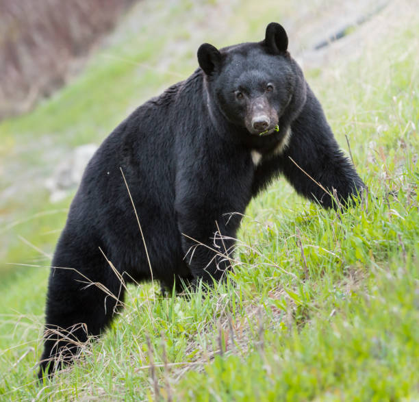 istock Black bear in the Rocky Mountains 1039269050