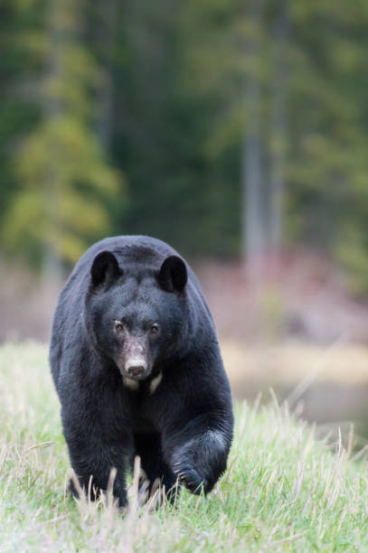 istock Black bear in the Rocky Mountains 1039269078