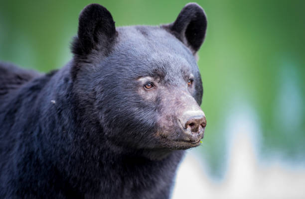 istock Black bear in the Rocky Mountains 1039269142