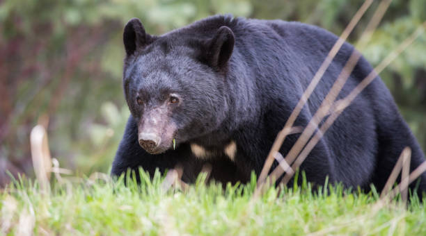 istock Black bear in the Rocky Mountains 1039269202