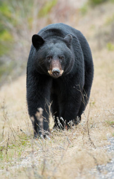 istock Black bear in the Rocky Mountains 1039269204