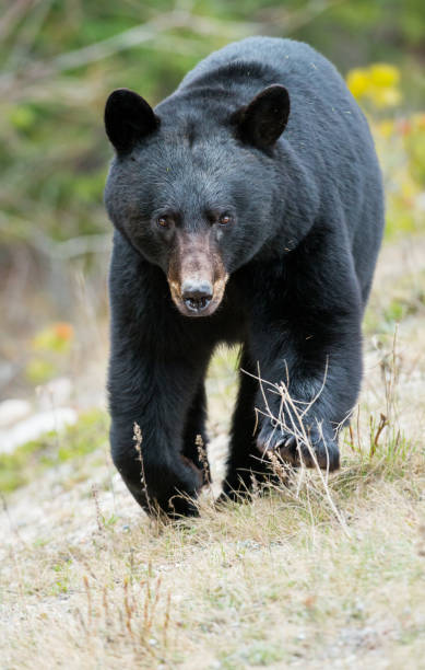 istock Wild black bear in the Rocky Mountains 1039276654