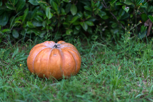 orange pumpkin harvested in the nature, perfect to use for the halloween festivity