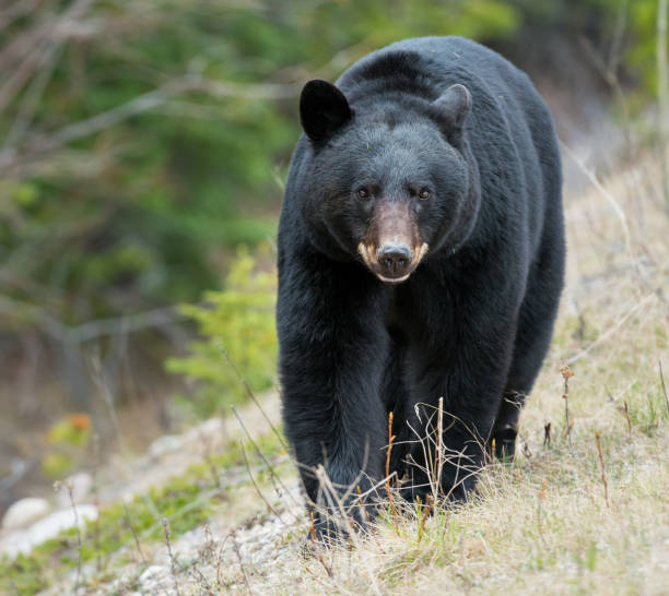 istock Wild black bear in the Rocky Mountains 1039276772