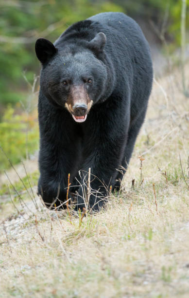 istock Wild black bear in the Rocky Mountains 1039276780