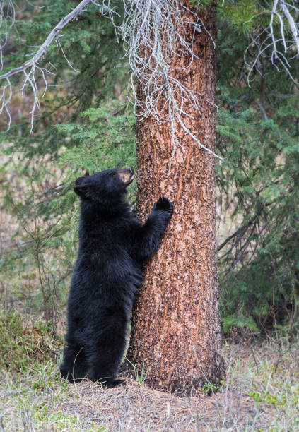 istock Wild black bear in the Rocky Mountains 1039276996
