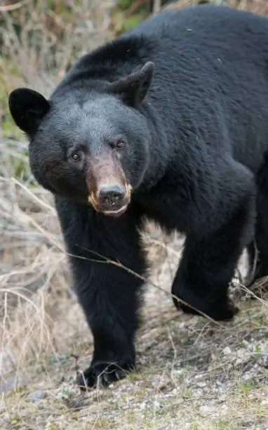 Black bear in the Rocky Mountain wilderness.