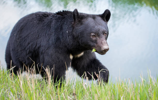 istock Wild black bear in the Rocky Mountains 1039277082