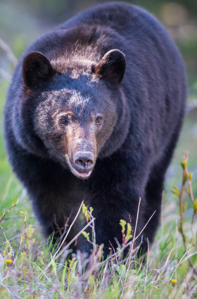 istock Wild black bear in the Rocky Mountains 1039277174
