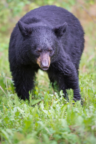istock Wild black bear in the Rocky Mountains 1039277184