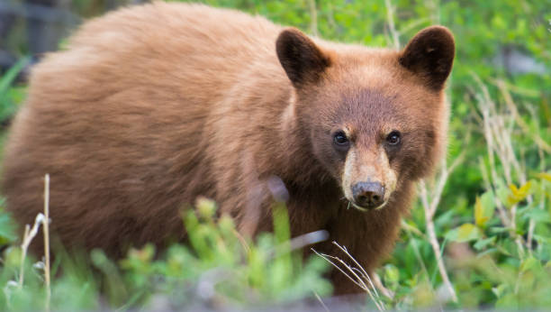 istock Wild black bear in the Rocky Mountains 1039277320