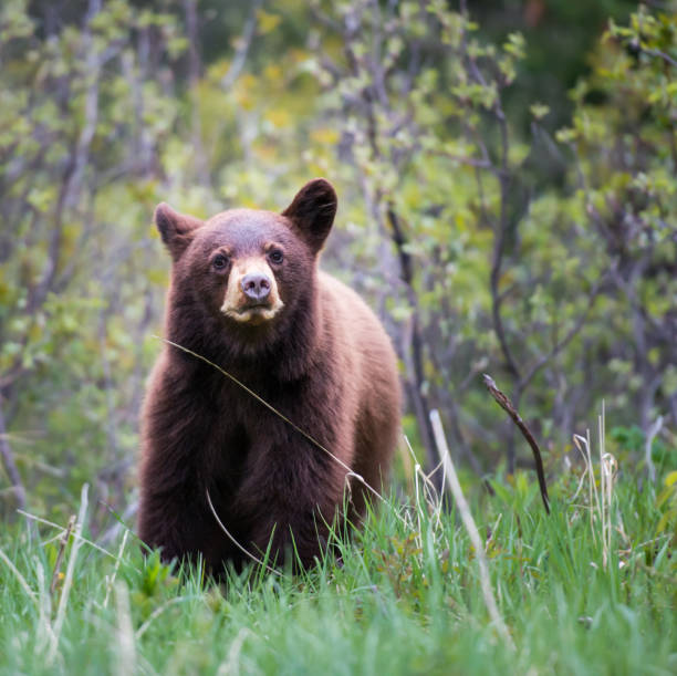 istock Wild black bear in the Rocky Mountains 1039277436