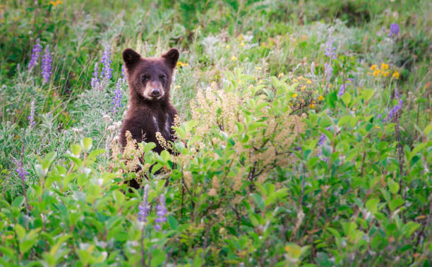 Wild black bear in the Rocky Mountains stock photo