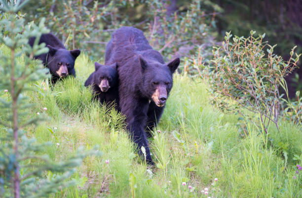 istock Wild black bear in the Rocky Mountains 1039277582