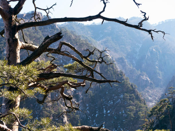 istock Mountain pine tree on the peak of Seoraksan mountains 1039277784
