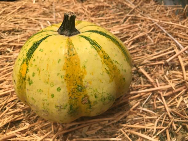 istock orange pumpkin harvested in the nature 1039281202