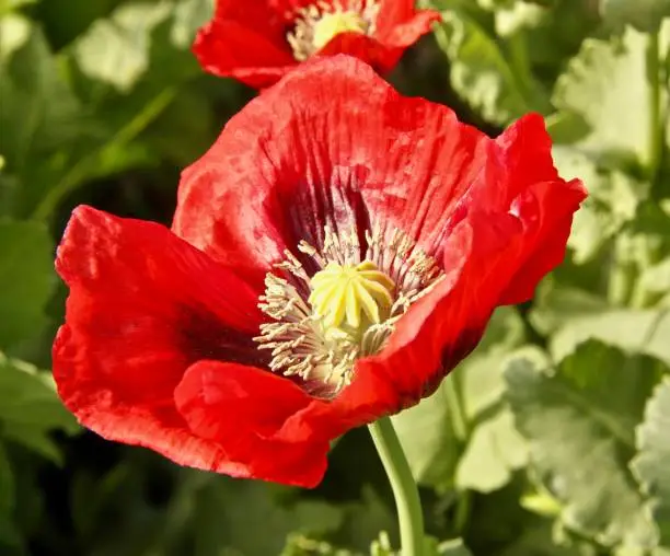Beautiful red Poppy flower