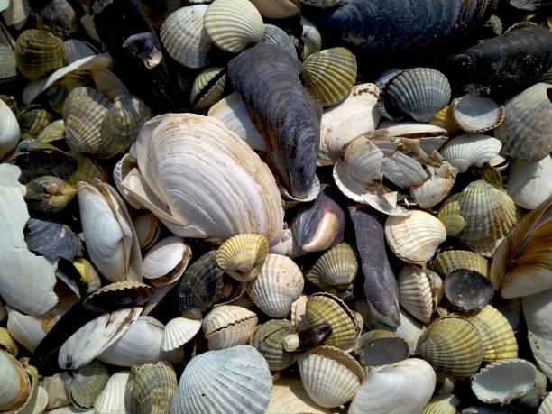 istock Sea shells beautiful natural background 1039282276
