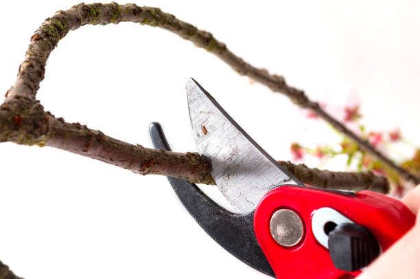 pruning shears isolated on white background pruning a tree branch - silviculture imagens e fotografias de stock