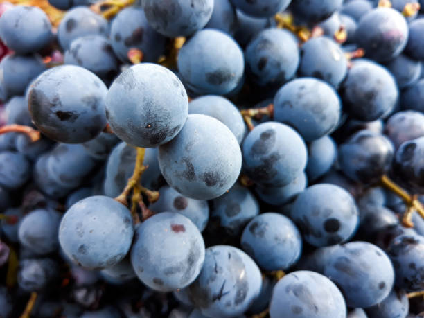 istock Black grape bunches Grenache variety in the foreground 1039290154