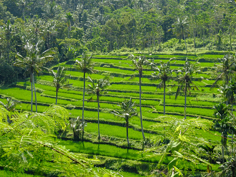 Rice terraces in Banyuwangi, East Java