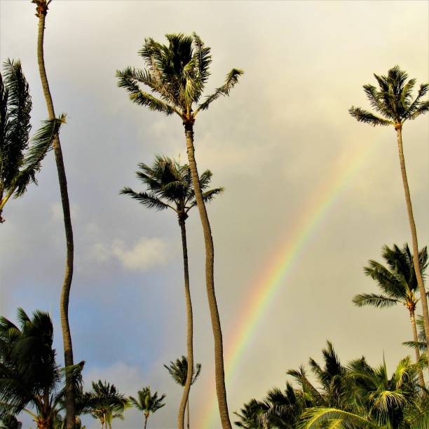 istock Rainbow and double rainbows with palm trees Waikiki beach Oahu Hawaii 1039294336