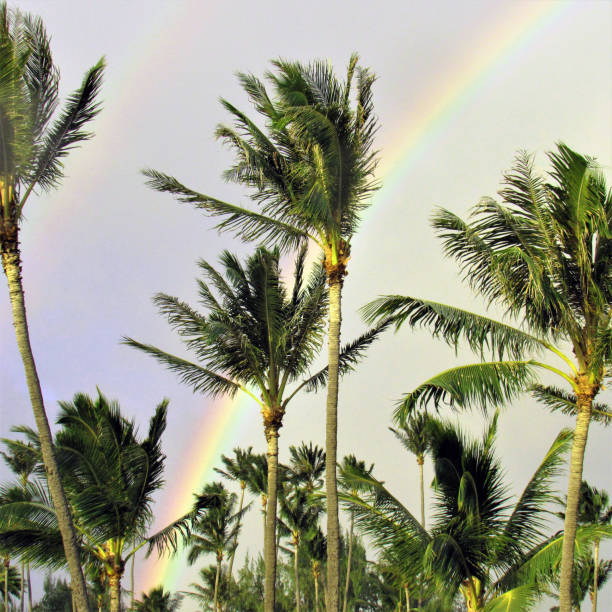 istock Rainbow and double rainbows with palm trees Waikiki beach Oahu Hawaii 1039294376