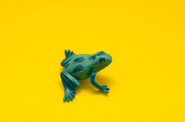 Photo of Plastic toy frog
