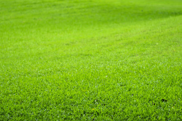 istock The freshness of natural green 1039304550