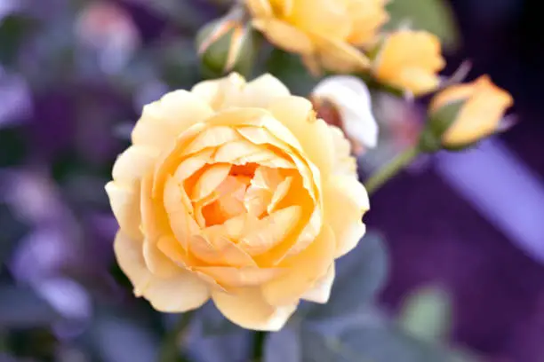 Yellow Rose with cold background.