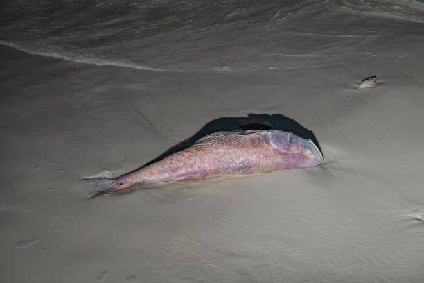 Dead fish on the shore