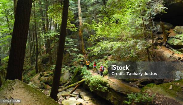 Group Of Hikers In The Forest Stock Photo - Download Image Now - Hiking, Forest, People