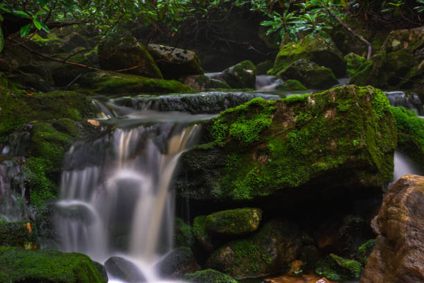 마운틴 크릭 폭포의 긴 노출 - monongahela national forest landscapes nature waterfall 뉴스 사진 이미지