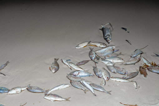 September 15 2018 Dead fish from red tide on Panama City Beach, Florida