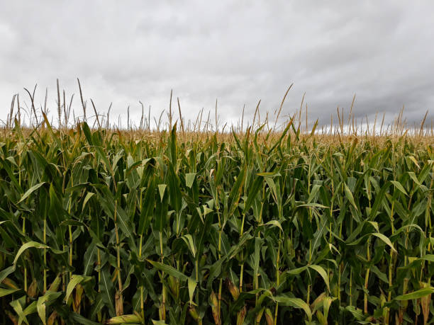 istock Cornfield grown close to harvest 1039325470