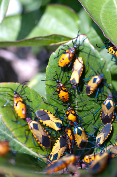 istock Bug on green grass in nature. Plinachtus basalis 1039332582