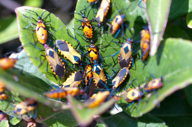istock Bug on green grass in nature. Plinachtus basalis 1039332676
