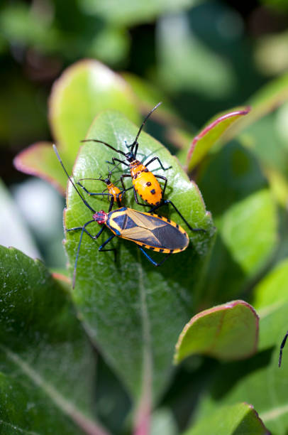 istock Bug on green grass in nature. Plinachtus basalis 1039332692