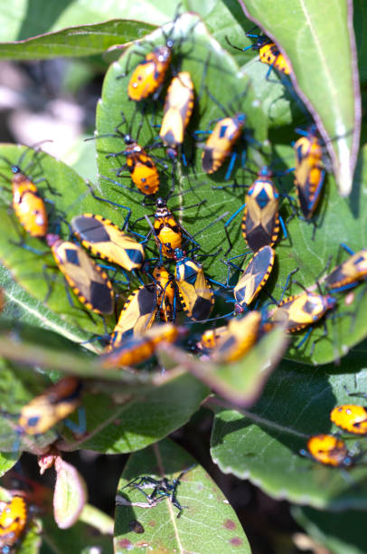 istock Bug on green grass in nature. Plinachtus basalis 1039332754
