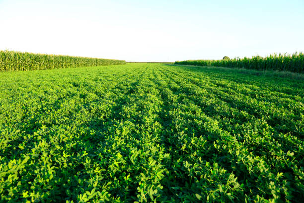 the fields of peanuts - arachis hypogaea fotos imagens e fotografias de stock