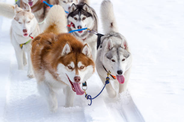 istock Thoroughbred husky dog in winter on white snow. 1039352542