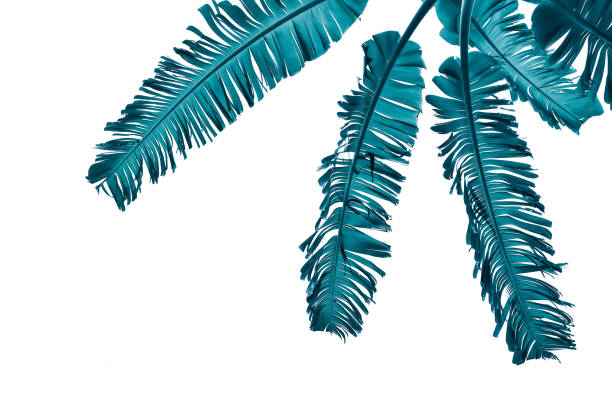 istock tropical banana palm leaf isolated on white background, blue toned 1039357686