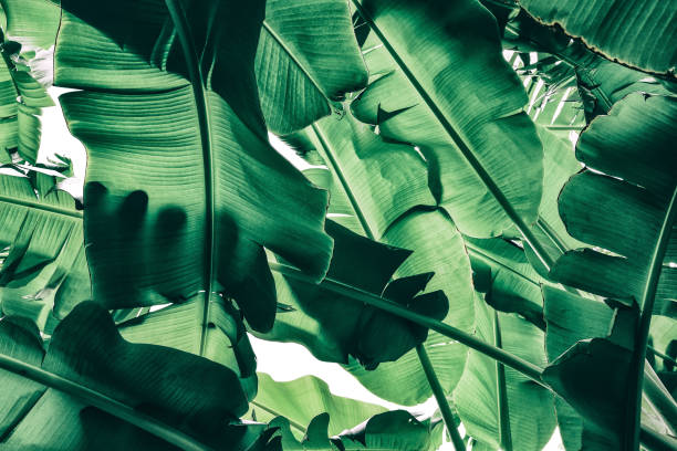 istock tropical banana palm leaf, low angle view, nature background 1039357770