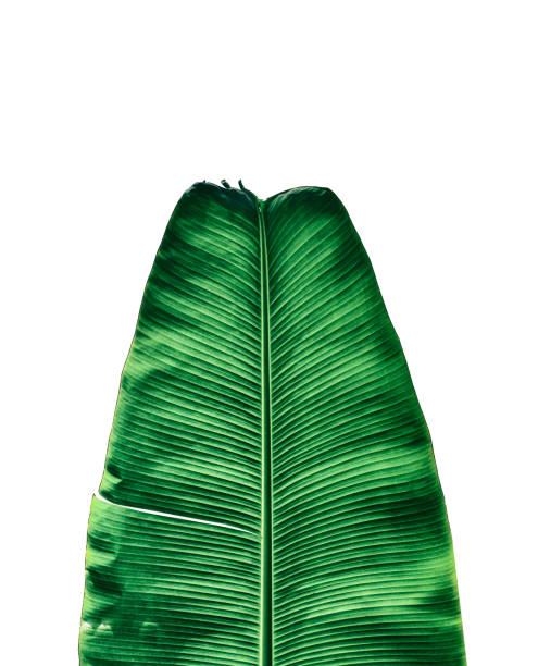 istock tropical banana palm leaf isolated on white backgroun 1039357856