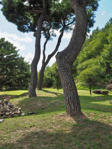 istock Pine landscape in Korea 1039357902