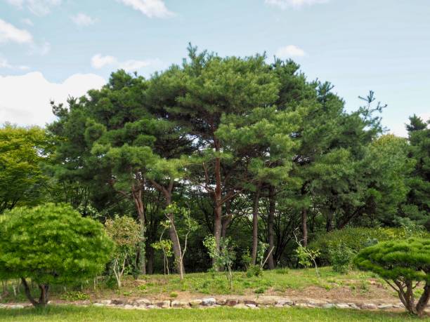 istock Pine landscape in Korea 1039357904