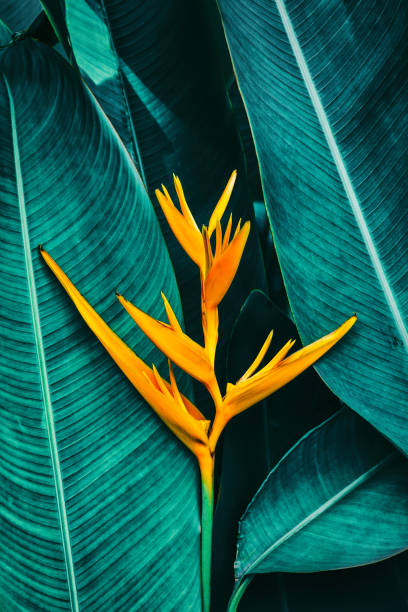 istock tropical exotic flower blooming on dark blue leaf background 1039358084