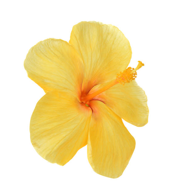 istock Yellow hibiscus isolated white background 1039361164
