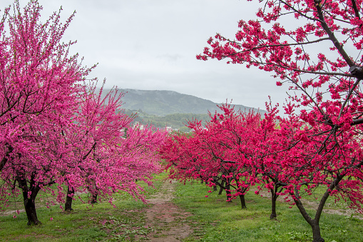 Beautiful flowering peach trees, Fukushima,Japan
